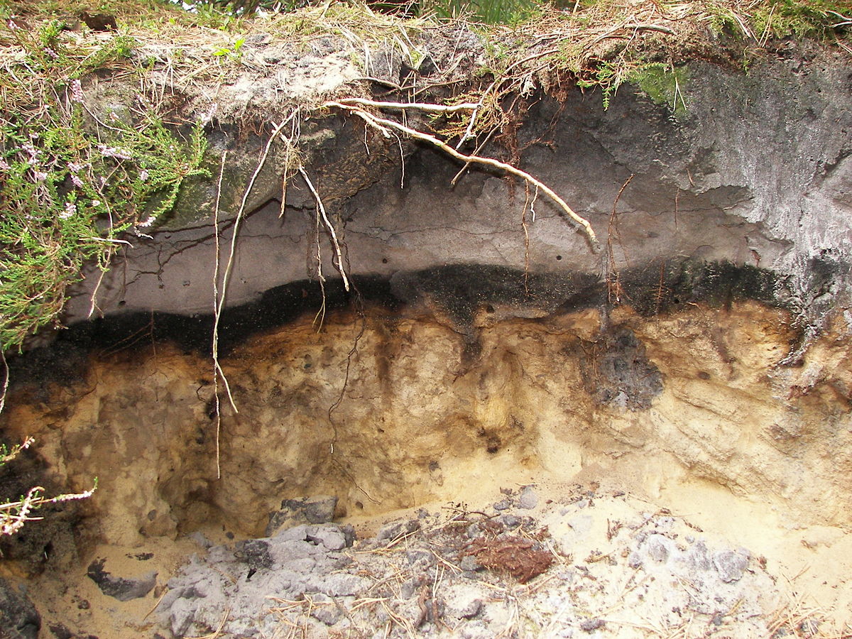 Podzol bodemtype